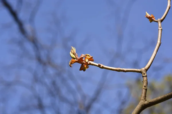 Mavi Gökyüzüne Karşı Yeni Yaprakları Olan Şişe Fırçası Buckeye Dalları — Stok fotoğraf