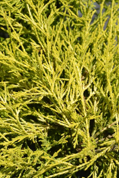 Sawara Cypress Filifera Aurea Branches Latin Name Chamaecyparis Pisifera Filifera — 图库照片