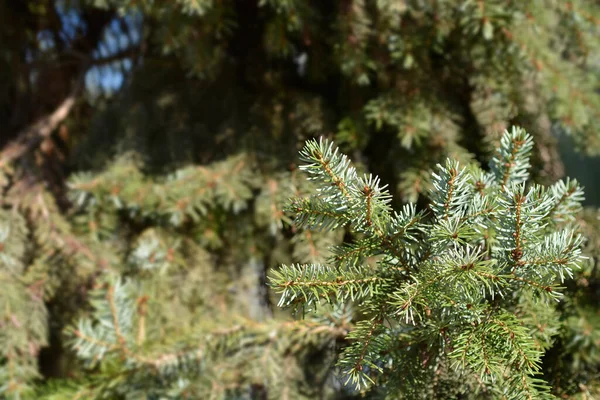 Serbische Fichte Lateinischer Name Picea Omorika — Stockfoto
