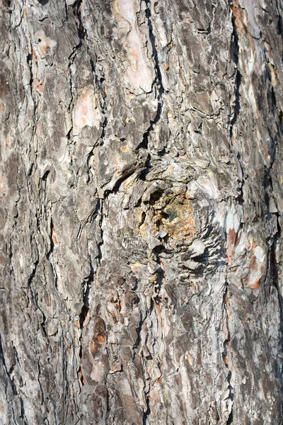 Detail Aus Schwarzer Kiefernrinde Lateinischer Name Pinus Nigra — Stockfoto
