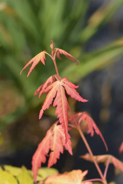Japanese Maple Orange Dream Leaves 라틴어 Acer Palmatum Orange Dream — 스톡 사진