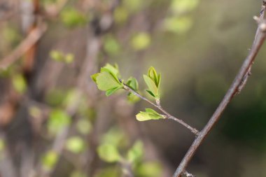 Yeni yapraklı Van Houttes spiraea şubesi Latince adı Spiraea x vanhouttei