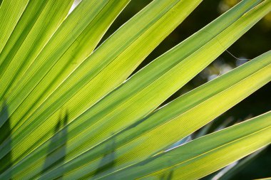Sabal palm green leaf detail - Latin name - Sabal palmetto
