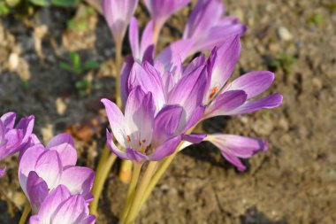 Meadow safranı Dev çiçekler - Latince adı - Dev Colchicum