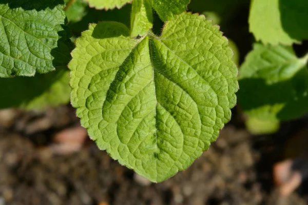 Floss Flower Green Leaves Latin Name Ageratum Houstonianum — Stock Photo, Image