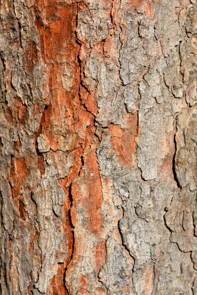 Dettaglio Corteccia Abete Rosso Serbo Nome Latino Picea Omorika — Foto Stock