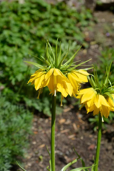 Kraliyet Lutea sarı çiçekleri - Latince adı - Fritillaria imperialis Lutea