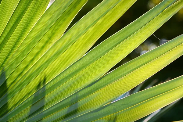Sabal Palm Green Leaf Detail Latin Name Sabal Palmetto — Foto de Stock