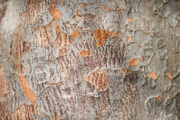 Çin Ağaç Kabuğu Detayı Latince Adı Zelkova Sinica — Stok fotoğraf