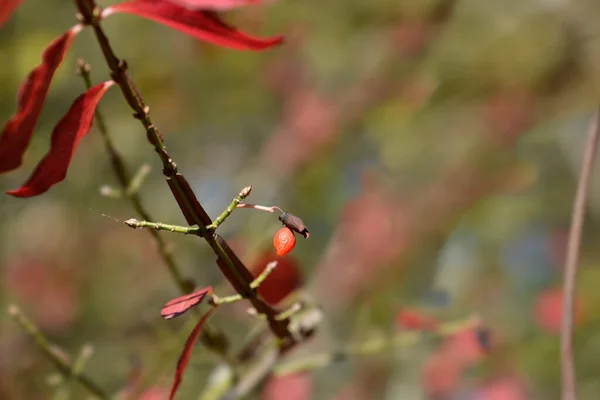 Burning Bush Branch Red Berry Latin Name Euonymus Alatus — Stock Photo, Image