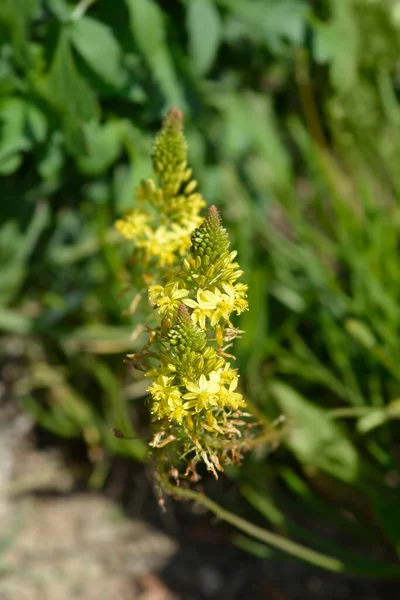 Φύλλα Και Άνθη Λευκόχρυσου Βολβίνου Λατινική Ονομασία Bulbine Frutescens Yellow — Φωτογραφία Αρχείου