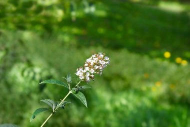 Yaz leylağı beyaz çiçek - Latince adı - Buddleja davidii 