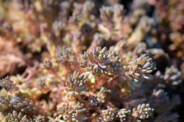 İspanyol taş yaprakları - Latince adı - Sedum hispanicum