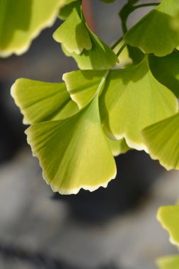 Ginkgo yeşil ve beyaz yapraklar - Latince adı - Ginkgo biloba