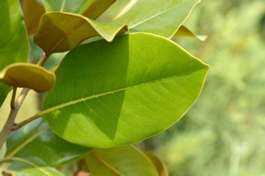 Güney manolya yaprakları - Latince adı - Magnolia grandiflora