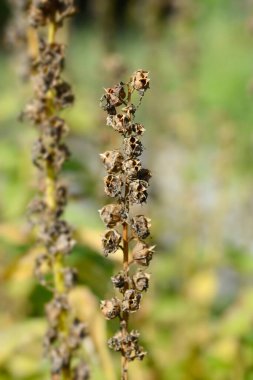 Büyük mavi lobelia kuru tohum kapsülleri - Latince adı - Lobelia siphilitica