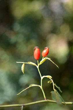 Kırmızı meyveli köpek gülü - Latince adı - Rosa canina