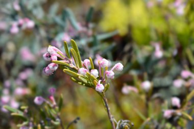 Bataklık biberiyesi çiçekleri - Latince adı - Andromeda polifolia