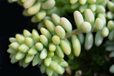 Burros kuyruğu - Latince adı - Sedum morganianum Burrito