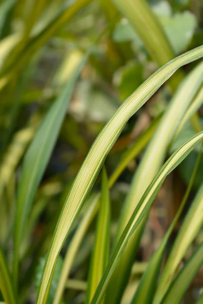 ニュージーランド亜麻の葉の詳細 ラテン語名 フォルムテナックス — ストック写真