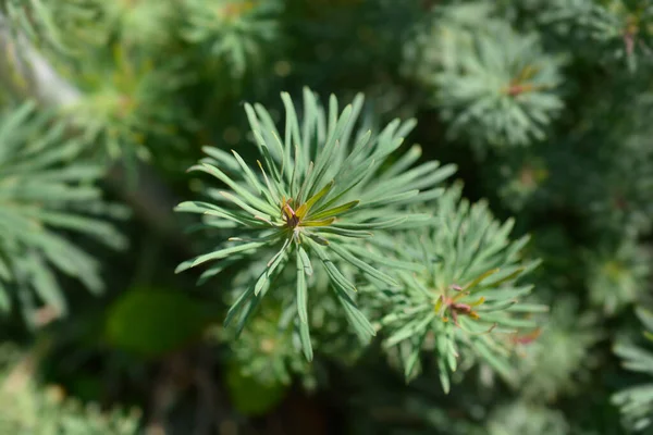 Cypress Spurge Fens Ruby Leaf Латинська Назва Euphorbia Cyparissias Fens — стокове фото
