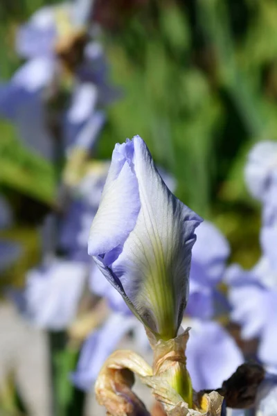 Высокая Бородатая Радужная Оболочка Голубого Сапфира Латинское Название Iris Barbata — стоковое фото