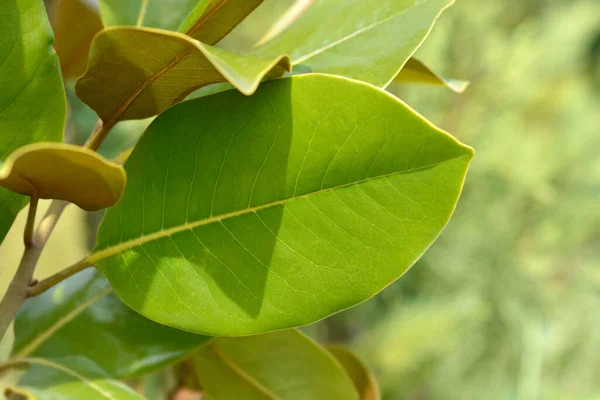 Południowe Liście Magnolii Nazwa Łacińska Magnolia Grandiflora — Zdjęcie stockowe