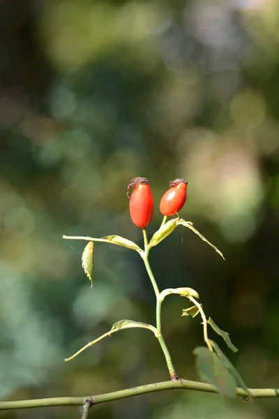 Dog Rose Branch Red Fruits Latin Name Rosa Canina — Stock Photo, Image