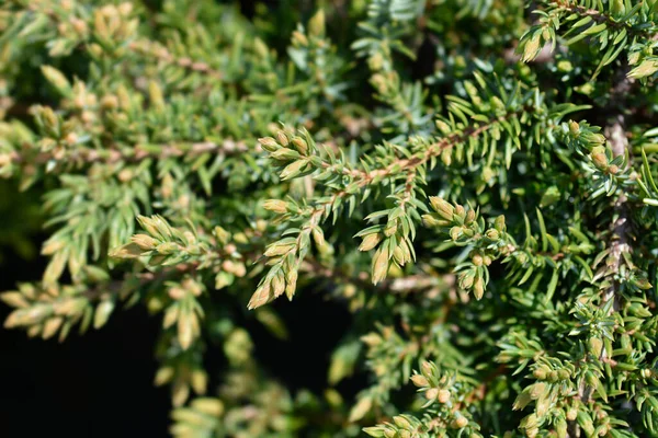 Alfombra Verde Enebro Nombre Latino Juniperus Communis Alfombra Verde —  Fotos de Stock