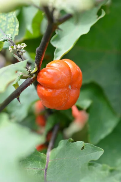 Fruit Rouge Tomate Amère Nom Latin Solanum Aethiopicum — Photo