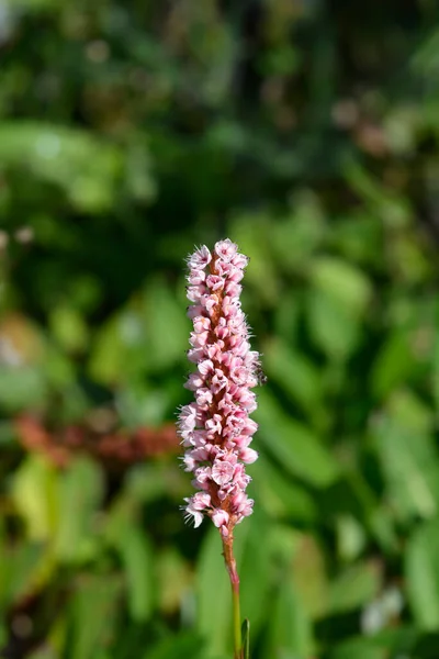Fleece Flower Latin Name Persicaria Affinis — Stock Photo, Image