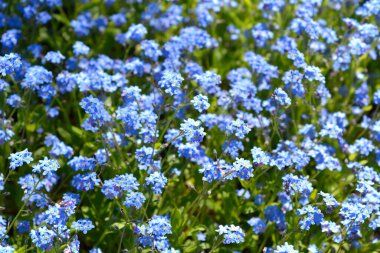 Ultramarine unutma beni çiçekleri - Latince adı - Myosotis Ultramarine