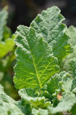 Tigitana adaçayı yaprakları - Latince adı - Salvia tingitana