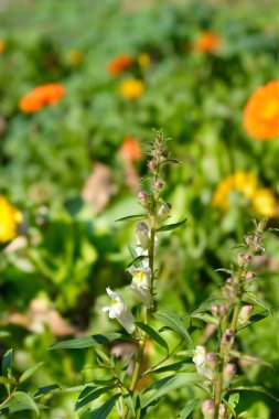 İspanyol Aslanağzı çiçekleri - Latince adı Antirrhinum braun-blanquetii