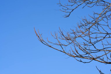 Cennetin ağacı mavi gökyüzüne karşı çıplak dallar - Latince adı - Ailanthus altissima