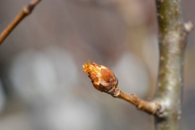 Tomurcuklu armut ağacı Abate Fetel dalı - Latince adı - Pyrus Communis Abate Fetel