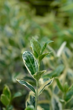 Japon Milli Bravo Latince adı Euonymus japonicus Bravo 'dan ayrılıyor.