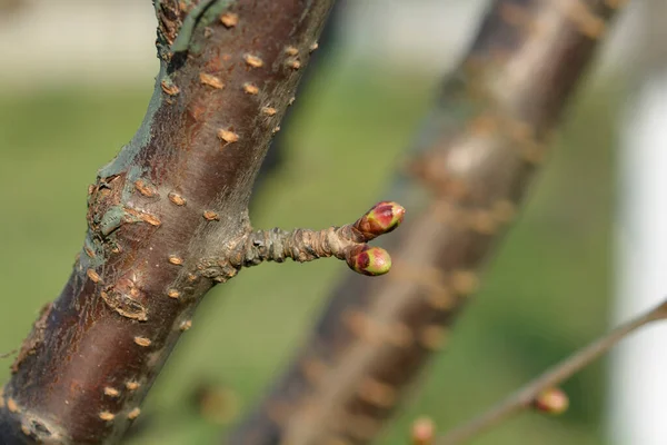 Κλάδος Γλυκού Κερασιού Μπουμπούκια Λατινική Ονομασία Prunus Avium — Φωτογραφία Αρχείου
