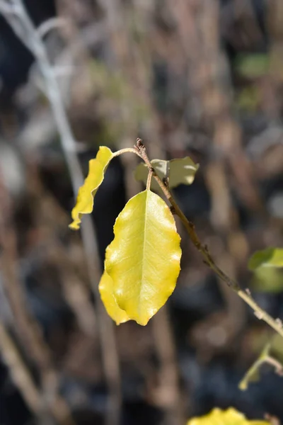 Ebbinges Silverberry Leaves Λατινική Ονομασία Elaagnus Submacrophylla — Φωτογραφία Αρχείου