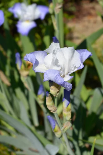 Tall Beared Iris Fujis Mantle Flowers Latin Name Iris Barbata — стокове фото