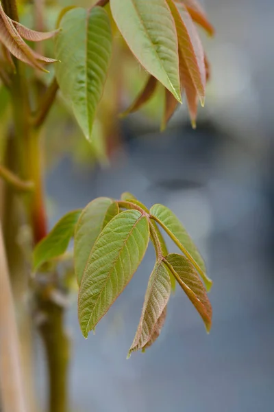 Common Walnut Branch New Leaves Latin Name Juglans Regia — 스톡 사진