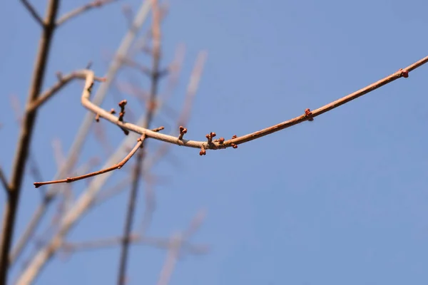 Ahornzweige Mit Blütenknospen Vor Blauem Himmel Lateinischer Name Acer Saccharinum — Stockfoto
