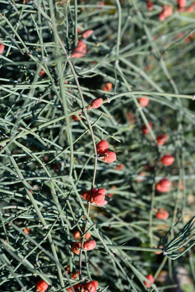 Yapraksız Efedra Meyvesi Latince Adı Ephedra Foeminea — Stok fotoğraf