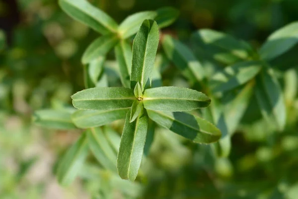 Μεξικάνικα Πράσινα Φύλλα Marigold Latin Name Tagetes Lucida — Φωτογραφία Αρχείου