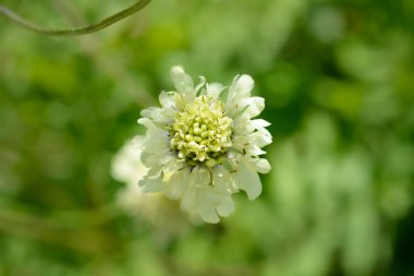 Dev uyuz çiçek - Latince adı - Cephalaria gigantea