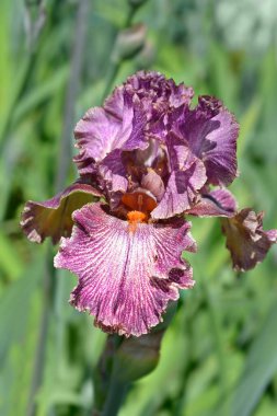 Tall bearded iris Queen in Calico flower - Latin name - Iris barbata elatior Queen in Calico