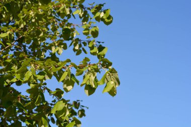 Mavi gökyüzünde yaprakları olan Kafkas kireç dalları - Latince adı - Tilia x Euchlora