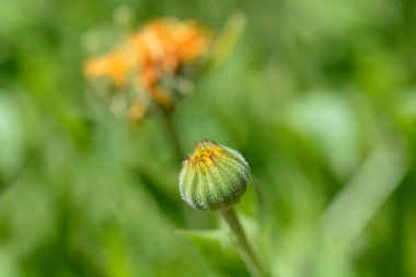 Bahçe kadife çiçeği tomurcuğu - Latince adı - Calendula officinalis