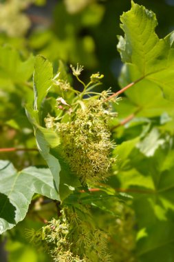Common sycamore branches with leaves and flowers - Latin name - Acer pseudoplatanus