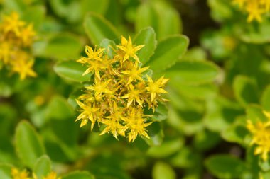 Orange Stonecrop Weihenstephaner Altın Çiçekleri Latince adı Sedum Kamtschaticum var. Floriferum Weihenstephaner Altın